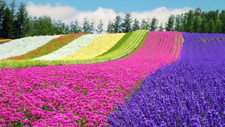 まさに自然の絨毯。初夏から秋にかけていろいろな花が見られるので、時期を変えて行くのもよさそう