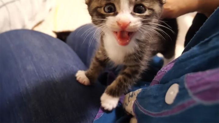 遊んで欲しい子猫