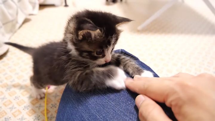 手と遊ぶ子猫