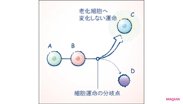 マキア スキンケア おすすめ 2025 DECORTÉ コスメデコルテ ユース パワー エッセンス ローション 細胞運命