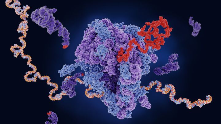 中央にあるタンパク質生産工場（リボソーム）が左右に伸びるRNAの情報を読み取りつつタンパク質（赤）が生産されている様子