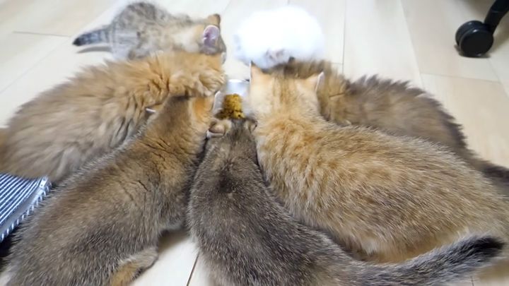 ご飯を食べる子猫達