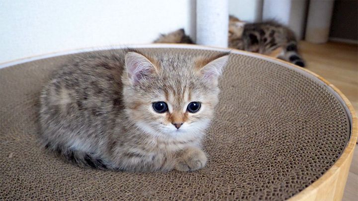 お気に入りの場所に座る子猫