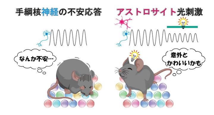 アストロサイトをアルカリ化させるとマウスの不安感が消失した！