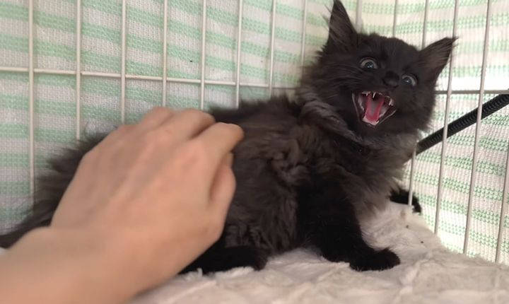 シャーする子猫