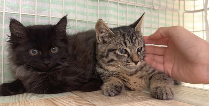 撫でさせてくれた子猫