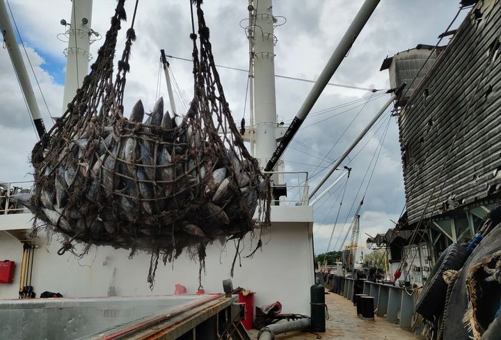 マグロの荷揚げ