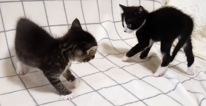 やんのかステップを繰り出す子猫達