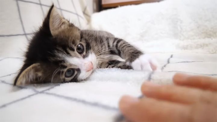 手と遊ぶ子猫