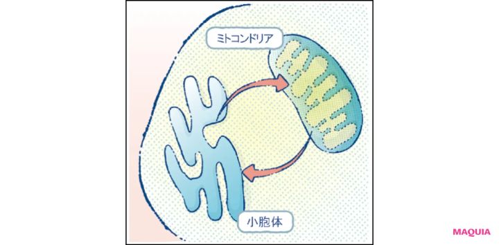 マキア エイジングケア おすすめ ゲラン オーキデ アンペリアル ザ ロンジェビティ クリーム MAMs（ミトコンドリア－小胞体間連携ゾーン）