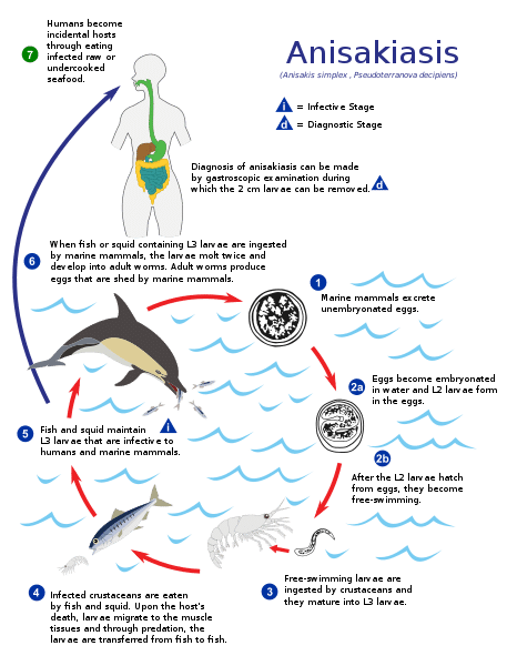 アニサキスの生活環