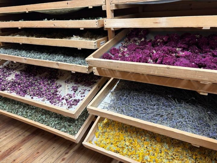 錬金術で育てられたハーブを乾燥しているところ