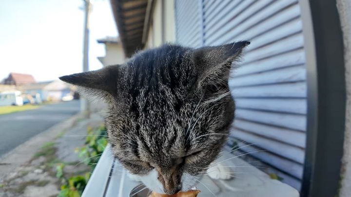 飛び起きてちゅ〜るを食べる猫