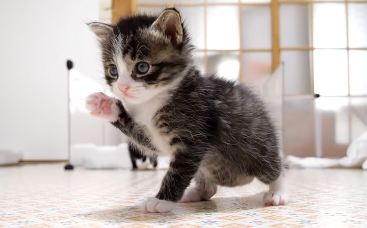 部屋の中を歩く子猫