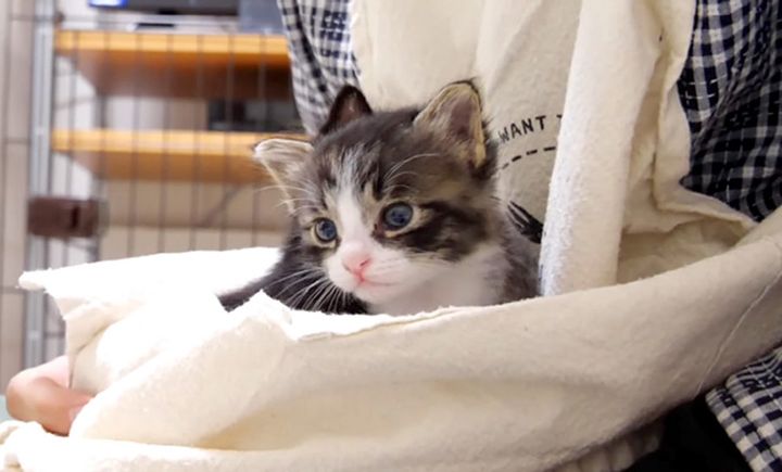 抱っこされる子猫