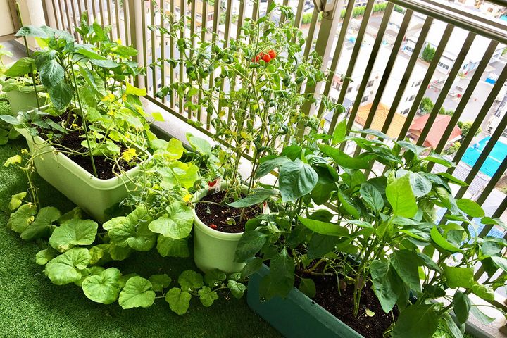 物価高騰の今こそ「家庭菜園」を始めよう