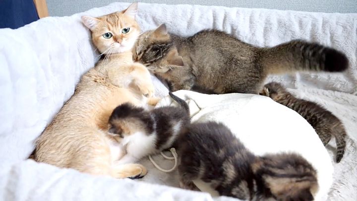 母猫に甘える姉猫