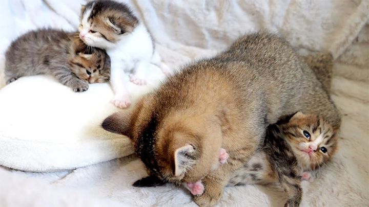 赤ちゃん猫達を世話する姉猫