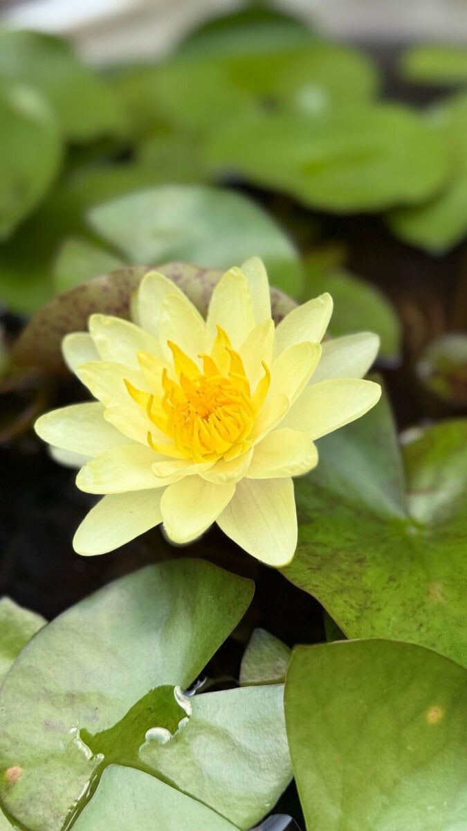 モネの睡蓮が可憐に咲いていました