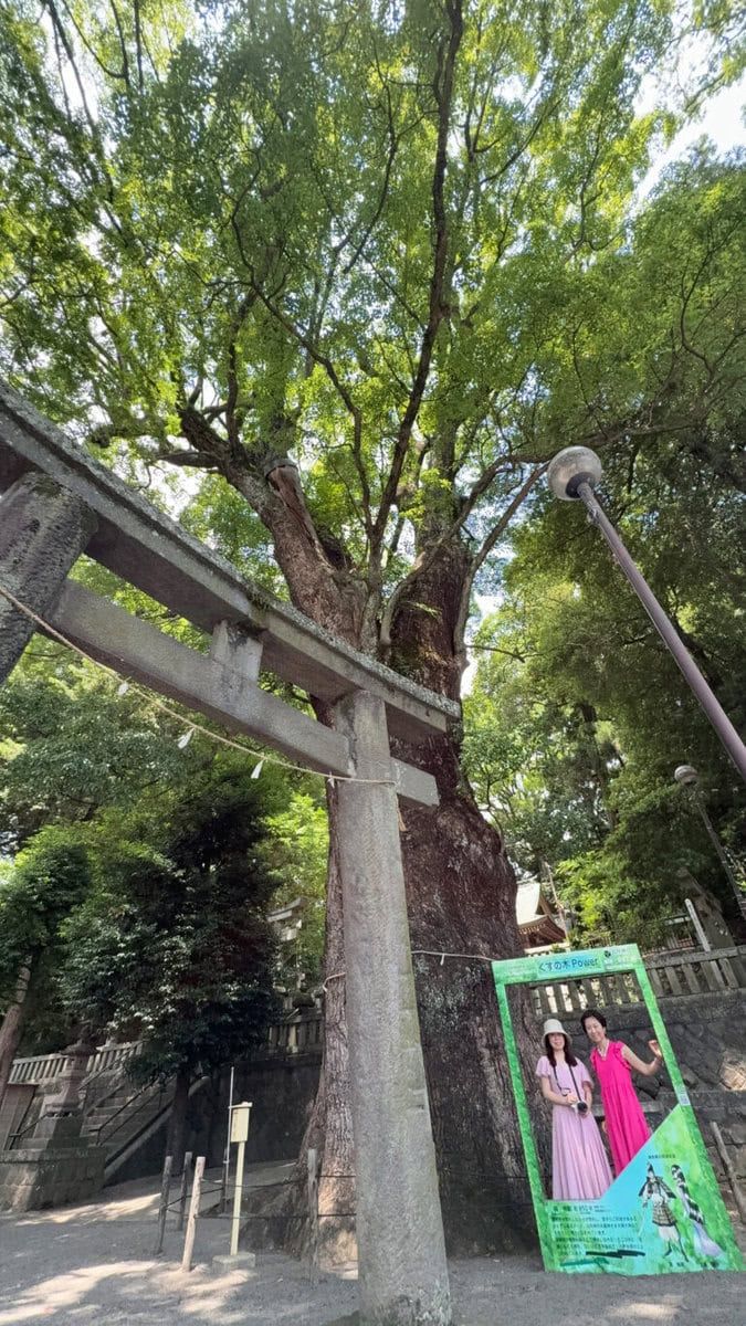 五所神社の樹齢850年の楠木