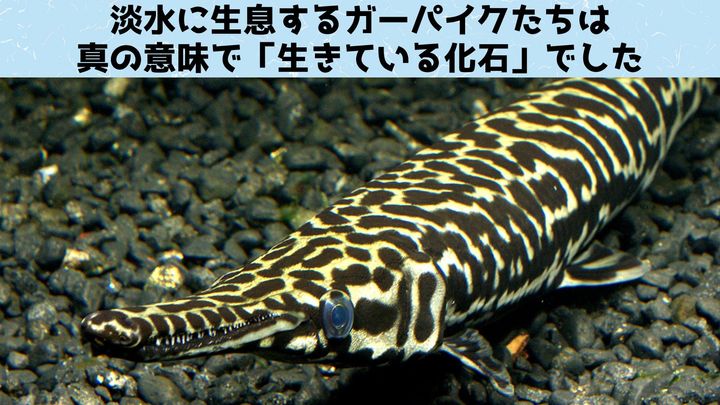 DNAレベルで「生きている化石」となる種を発見
