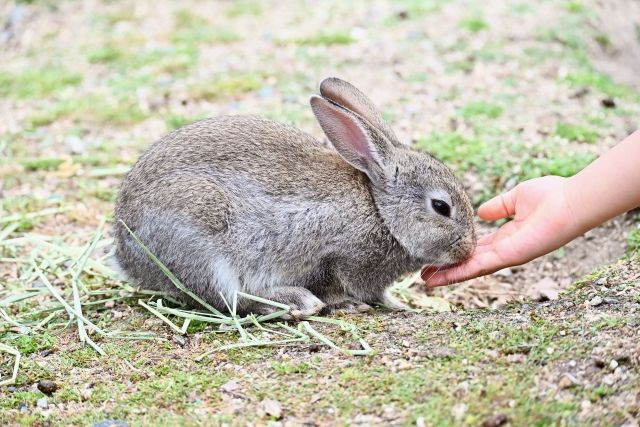 大人の心理テスト、あなたのミラーリング度