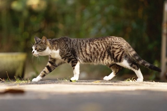 大人の心理テスト、あなたのミラーリング度