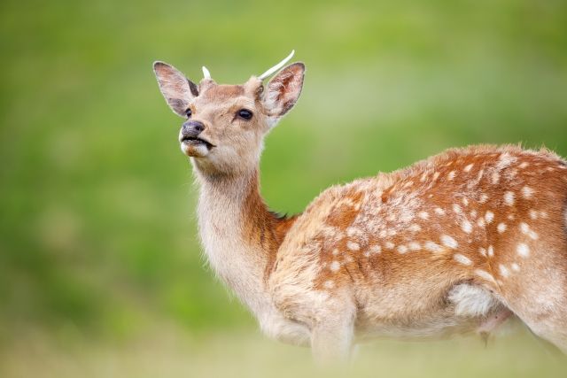 大人の心理テスト、あなたのミラーリング度