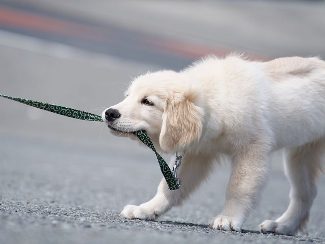 大人の心理テスト、あなたのミラーリング度