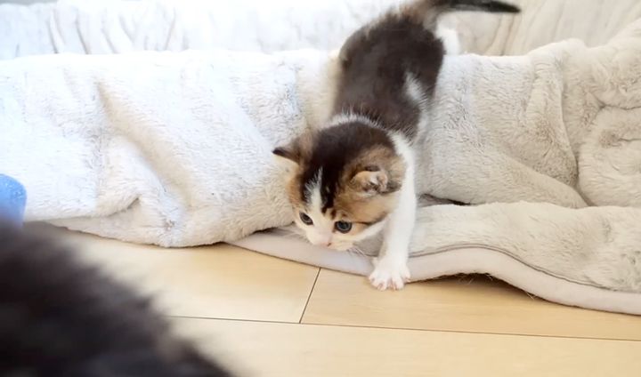 お産箱の外に出る子猫