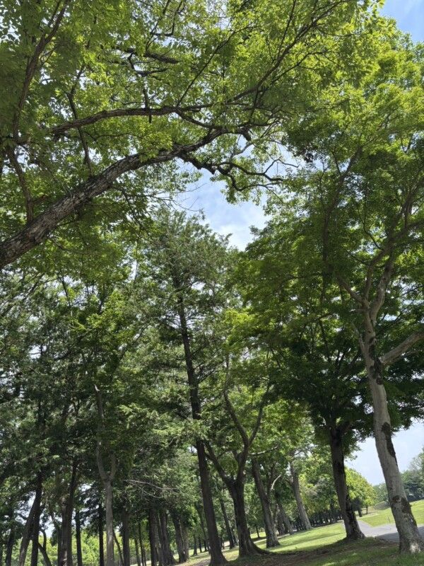 シングルプレイヤーが教える上手くならない理由！レッスンに通っているのに…