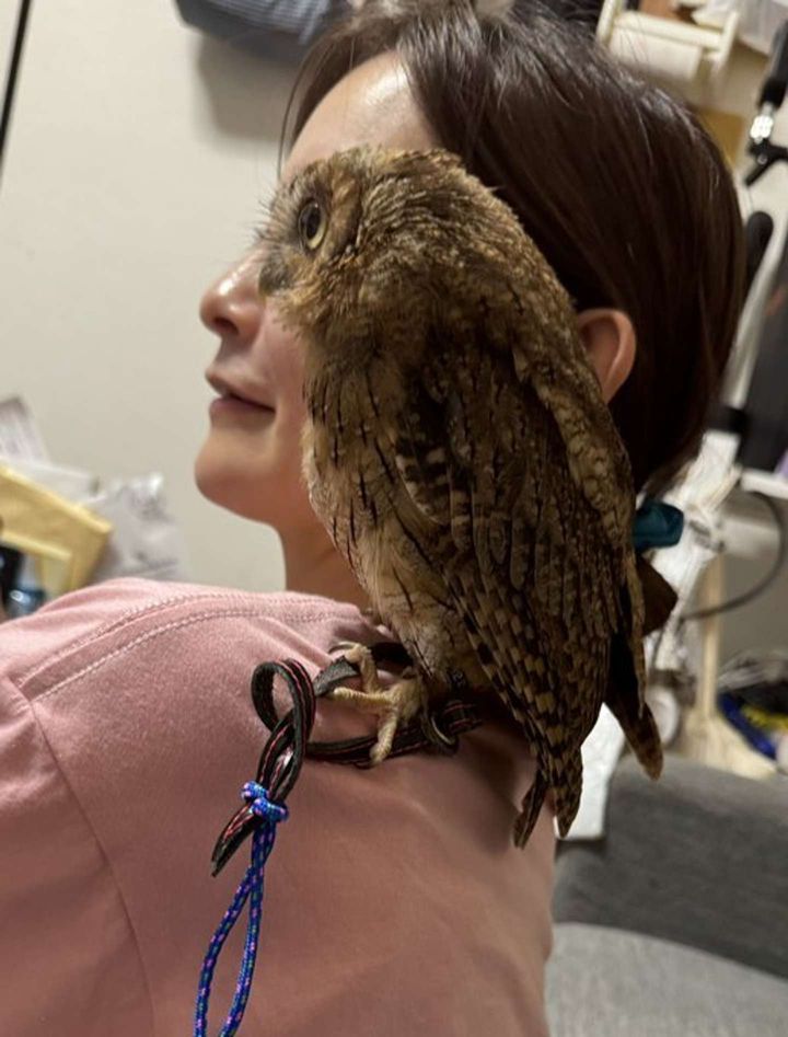 人馬一体ならぬ「人梟一体」！（画像は＠mutou710さんの投稿より）