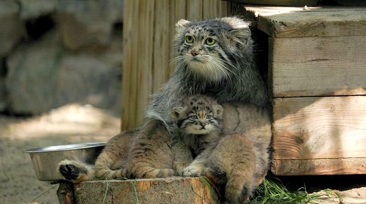 マヌルネコの親子