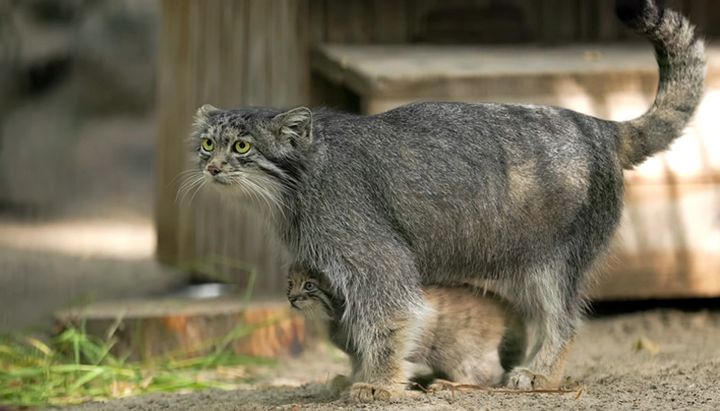 マヌルネコのお母さん