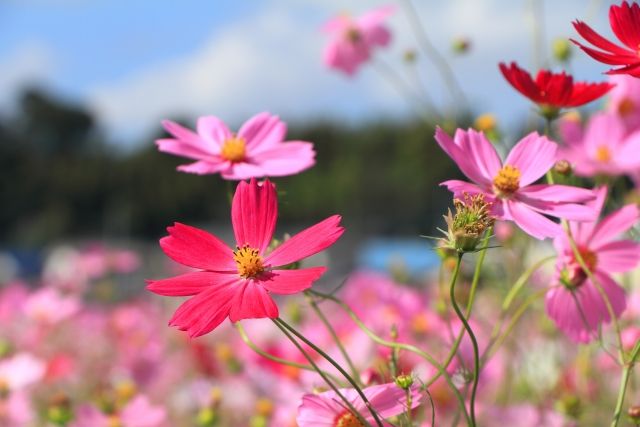コスモスの花 花畑と青空と山