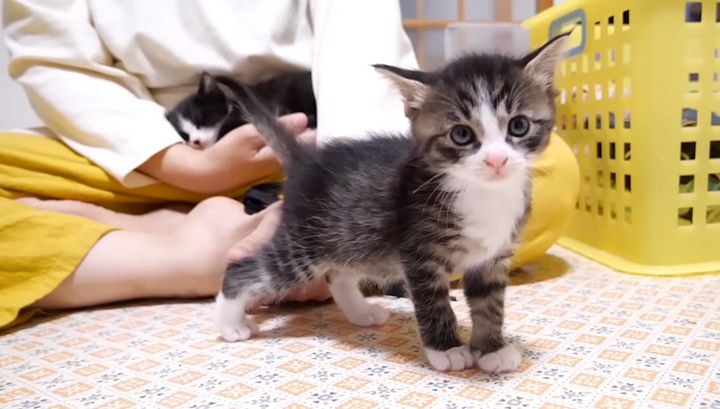 膝をそっと譲る子猫