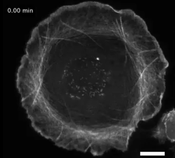 「細胞の利き手」の意外な仕組み