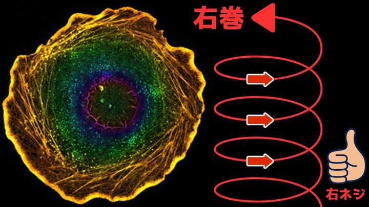 たった1個の細胞に「右利きが出現する仕組み」を発見