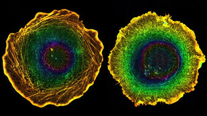 私たちの体の「左右の違い」は１個の細胞から始まっていた