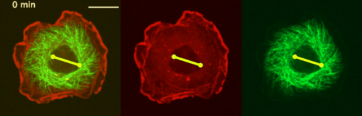 細胞にも右利きと左利きがあるという驚き
