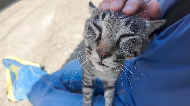 膝の上で撫でられる猫