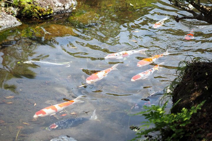 三嶋大社すぐ。無料開放の日本庭園や三島梅花藻も楽しめる「佐野美術館」で水辺の癒やしさんぽ