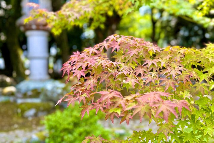 三嶋大社すぐ。無料開放の日本庭園や三島梅花藻も楽しめる「佐野美術館」で水辺の癒やしさんぽ
