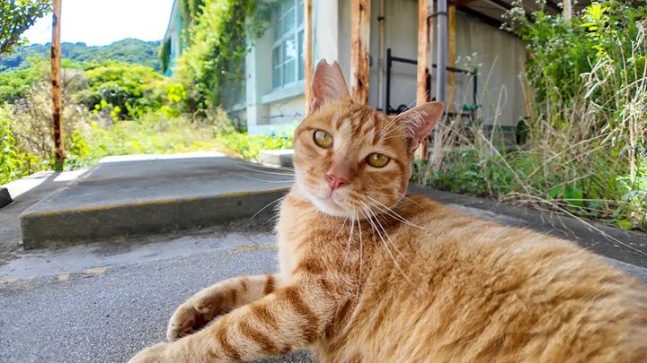 体育館裏の猫
