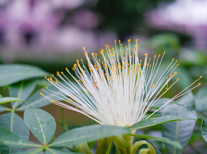 パキラ・グラブラの花