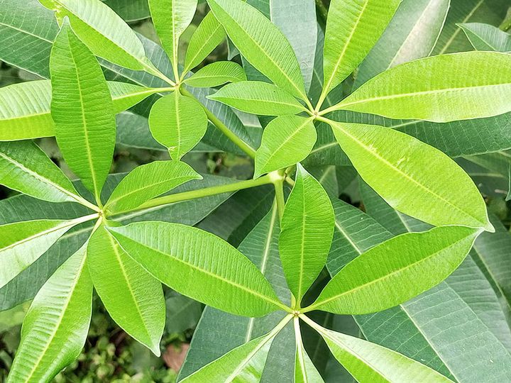 パキラ・グラブラ