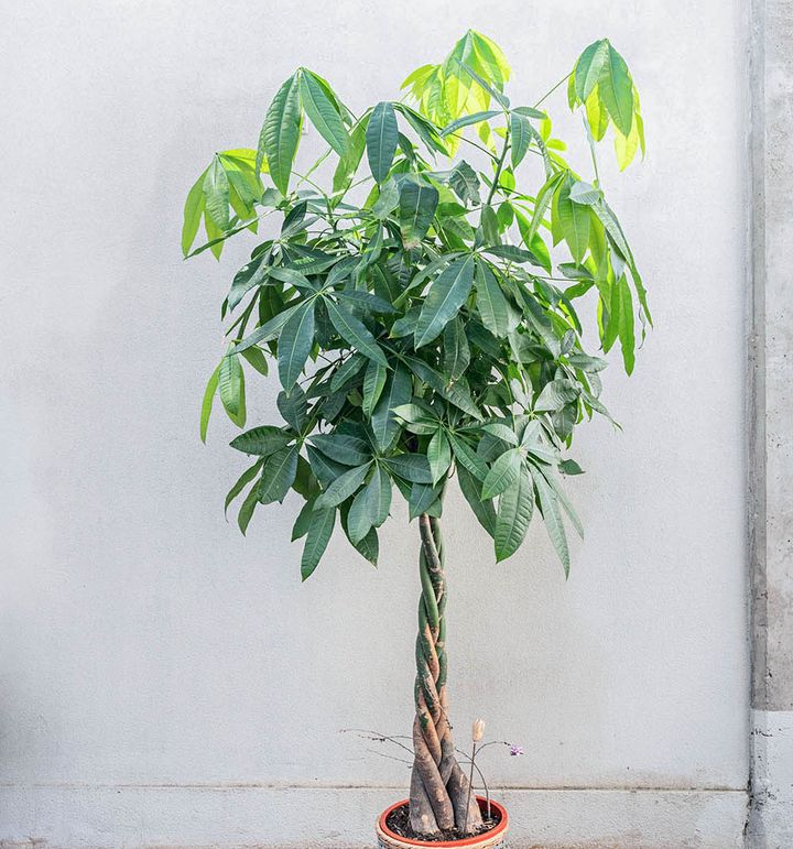 パキラ・アクアティカ