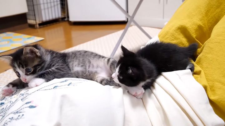 膝の上でふて寝する子猫達