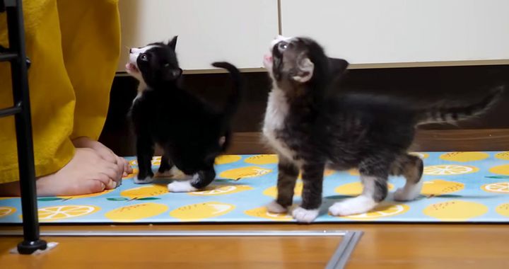 ご飯と勘違いした子猫達