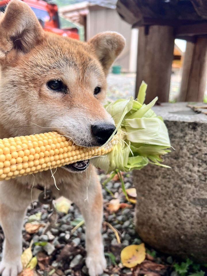 画像提供：柴桜 三朗太（＠sabuchan105）さん、再掲